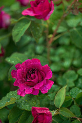 smell roses in  the garden