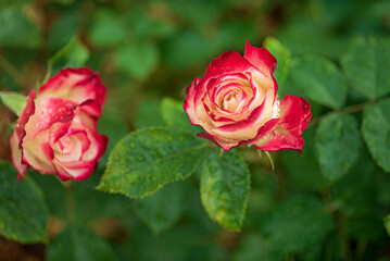 smell roses in  the garden