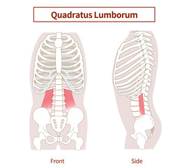 Illustration of the quadratus lumborum muscle in lateral and frontal views