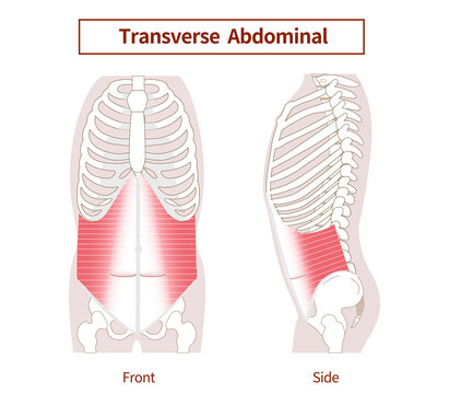 transverse abdominis model