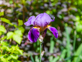 Flowers in an urban environment:  blooming iris