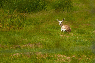 Obraz na płótnie Canvas Goitered gazelle. A female gazelle is lying in a meadow