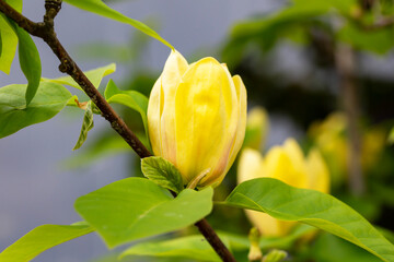 magnolia yellow flowers in a spring garden, natural seasonal floral background with copyspace.