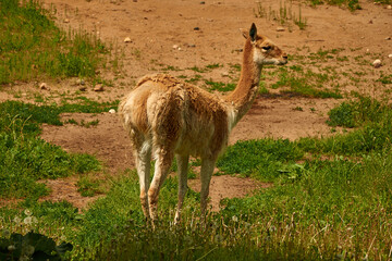 Lama vicugna is grazing in a pasture. Full-length portrait of Vicuna