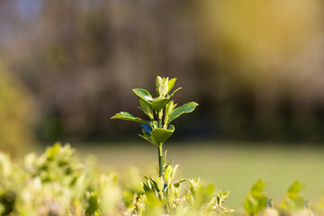 Young sprout in springtime,Closeup. spring green leaves on a bush. A shrub branch on a blurry green background, selective focus. The concept of a new life. Spring background.