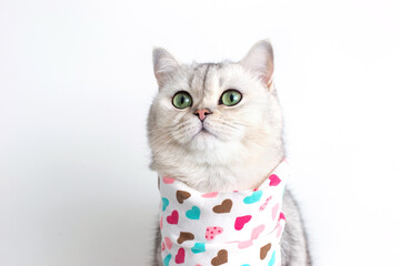 A cute white cat on a white background, with a bib