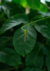 circular plant stem