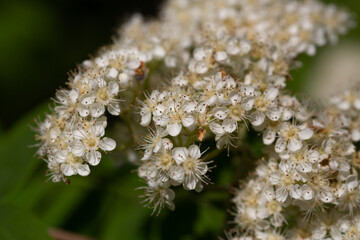 Flowers of common mountain ash. Numerous white Rowan flowers are collected in dense corymbose inflorescences that appear
