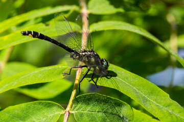 Dragonfly behind green leaves with sunny summer day