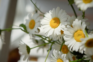 White daisies close-up in a basket. Warm sunlight soft focus, macro-yellow stamens. The concept of tenderness, purity and innocence. Fragile romantic flowers. Healing wildflowers for natural cosmetics
