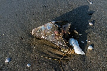 head of dead fish at Baltic coast 