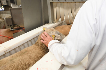 abattoirs abattage animaux viande boucherie mouton controle veterinaire