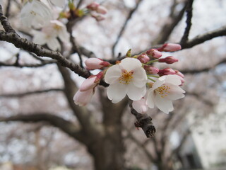 ソメイヨシノの花とつぼみ