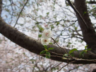 八重桜の花２輪