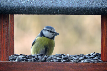 The Eurasian blue tit sitting inside a wooden bird feeder with a sunflower seed in its bill, blurred background