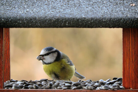 The Eurasian blue tit sitting inside a wooden bird feeder with a sunflower seed in its bill, blurred background