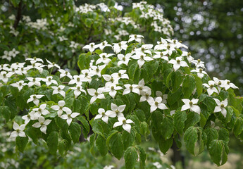 chinese white flowering dogwood, cornus kousa chinensis