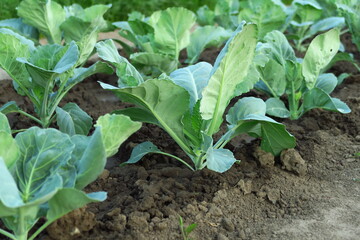 young green cabbage grows in the garden at a vegetable farm