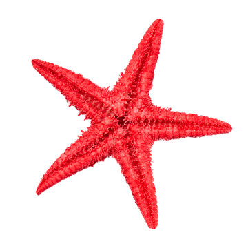 Caribbean Red Starfish. Dried Sea Starfish Isolated On White Background Top View.