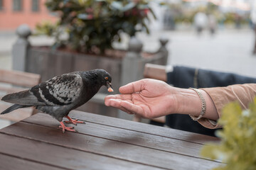 A cafe visitor feeds a dove with a bun from his hand. Breakfast in a cafe.