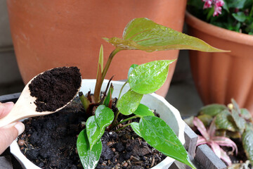 Putting coffee grounds for tree. Secycling kitchen waste for gardening. Coffee residue is applied...