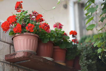 A lot of clay flower pots with flowering and green plants. Ornamental Garden. Home garden landscape