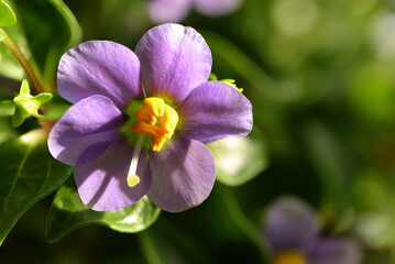 Persian violet's in full bloom. Cute small purple flowers(Exacum affine,Arabian, persian gentian, german violet) ornamental plants in the garden.