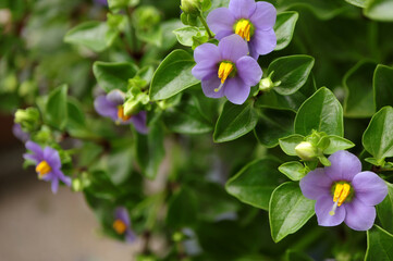 Persian violet's in full bloom. Cute small purple flowers(Exacum affine,Arabian, persian gentian,...