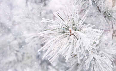 Pine branch in the snow and frost on a cold day. Nature winter background. Soft focus