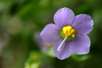 Fototapeta premium Persian violet's in full bloom. Cute small purple flowers(Exacum affine,Arabian, persian gentian, german violet) ornamental plants in the garden.