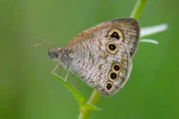 Fototapeta premium close up of a butterfly