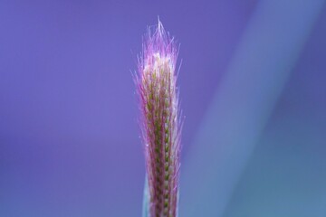 Obraz premium close up of grass