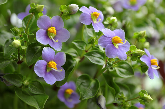 Persian violet 2024