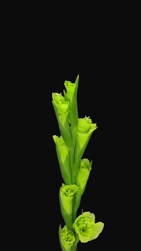 Time lapse of opening green gladiolus flower isolated on black background, vertical orientation