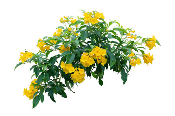 bouquet of yellow flowers plant isolated on white  include path