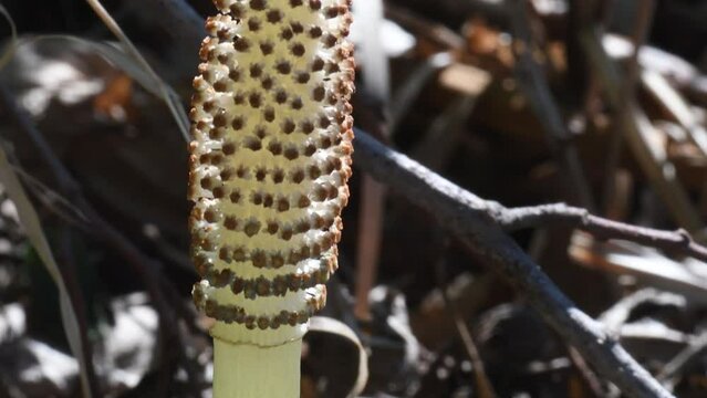 sporangia of Horsetail, Equisetum, plant
