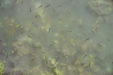 A school of fish fry, just hatched from eggs, in the lake. Fishing background.