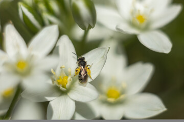 Macro photo of a bee. The bee collects pollen. Bee on a white flower.