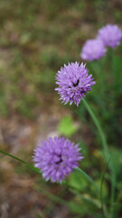 Szczypiorek (Allium schoenoprasum L.)