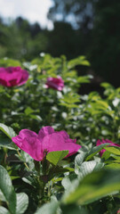 Róża pomarszczona, róża fałdzistolistna, róża japońska (Rosa rugosa Thunb.) 2