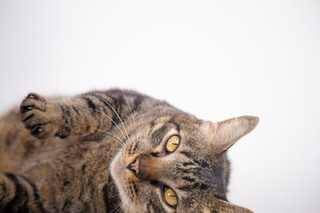 Close-up of brown cat on a white background