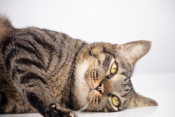 Close-up of brown cat on a white background