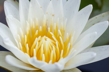 Close-up of white lotus flowers blooming