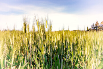 Field of green wheat in Italy, near Pesaro and Urbino, in the region Marche of Italy. Close up of...
