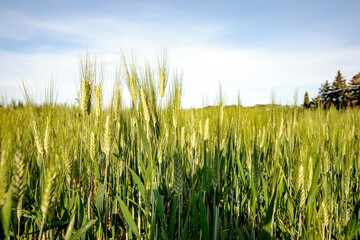 Obraz premium Field of green wheat in Italy, near Pesaro and Urbino, in the region Marche of Italy. Close up of the ears with detail of the grains