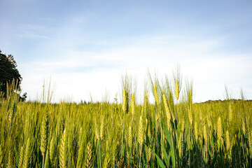 Obraz premium Field of green wheat in Italy, near Pesaro and Urbino, in the region Marche of Italy. Close up of the ears with detail of the grains