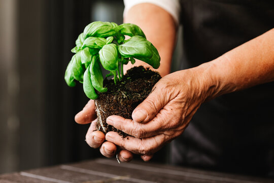 Unrecognizable person holding green plant with roots