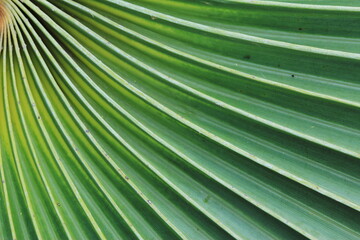 Curved pattern of green leaves as background image.