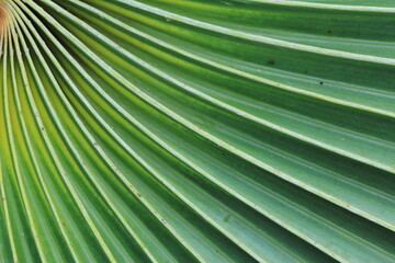 Fototapeta premium Curved pattern of green leaves as background image.