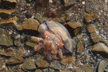 Venomous barrel jellyfish (Rhizostoma pulmo) at stony beach (Ankaran, Slovenia)